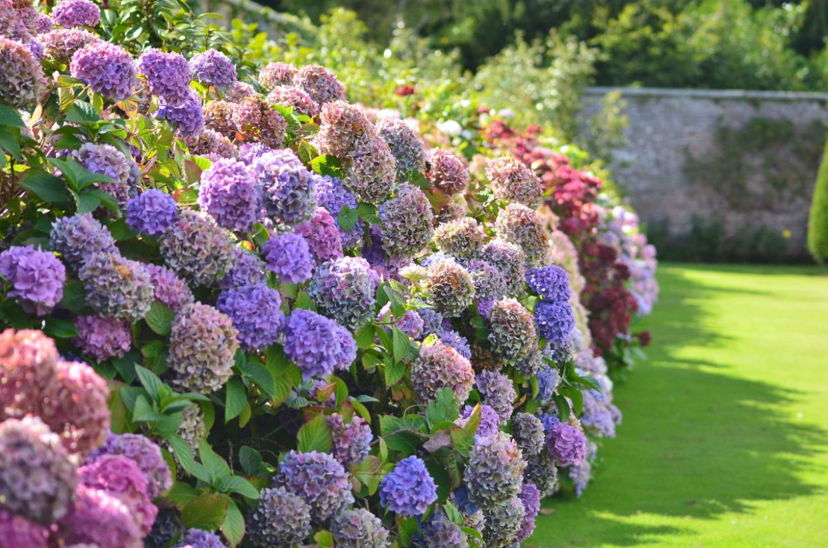 A flourishing hedge of hydrangea in hues of purple, pink, and dark magenta