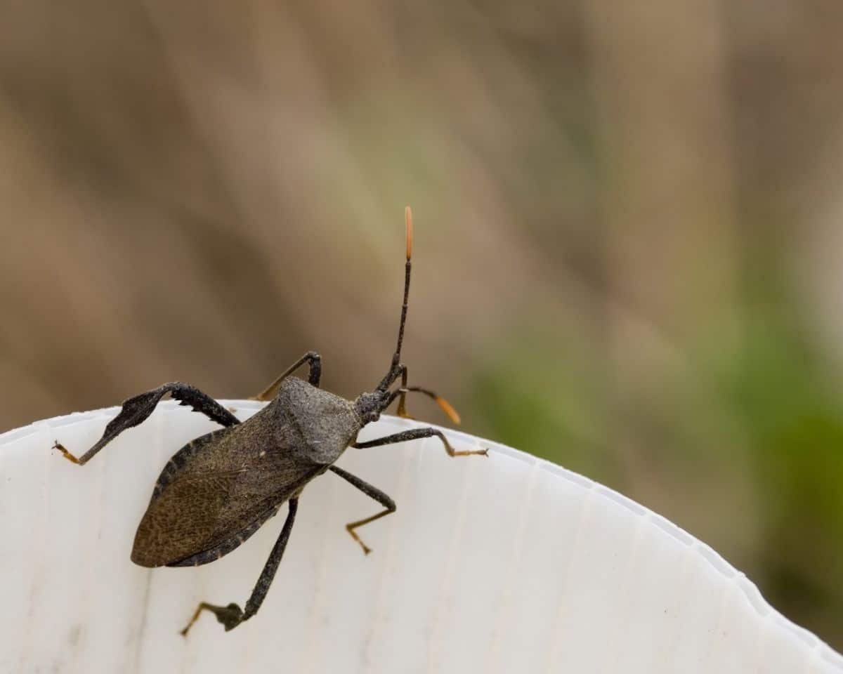 This leaf-footed bug is finding no purchase in the crop that is protected by its row cover!