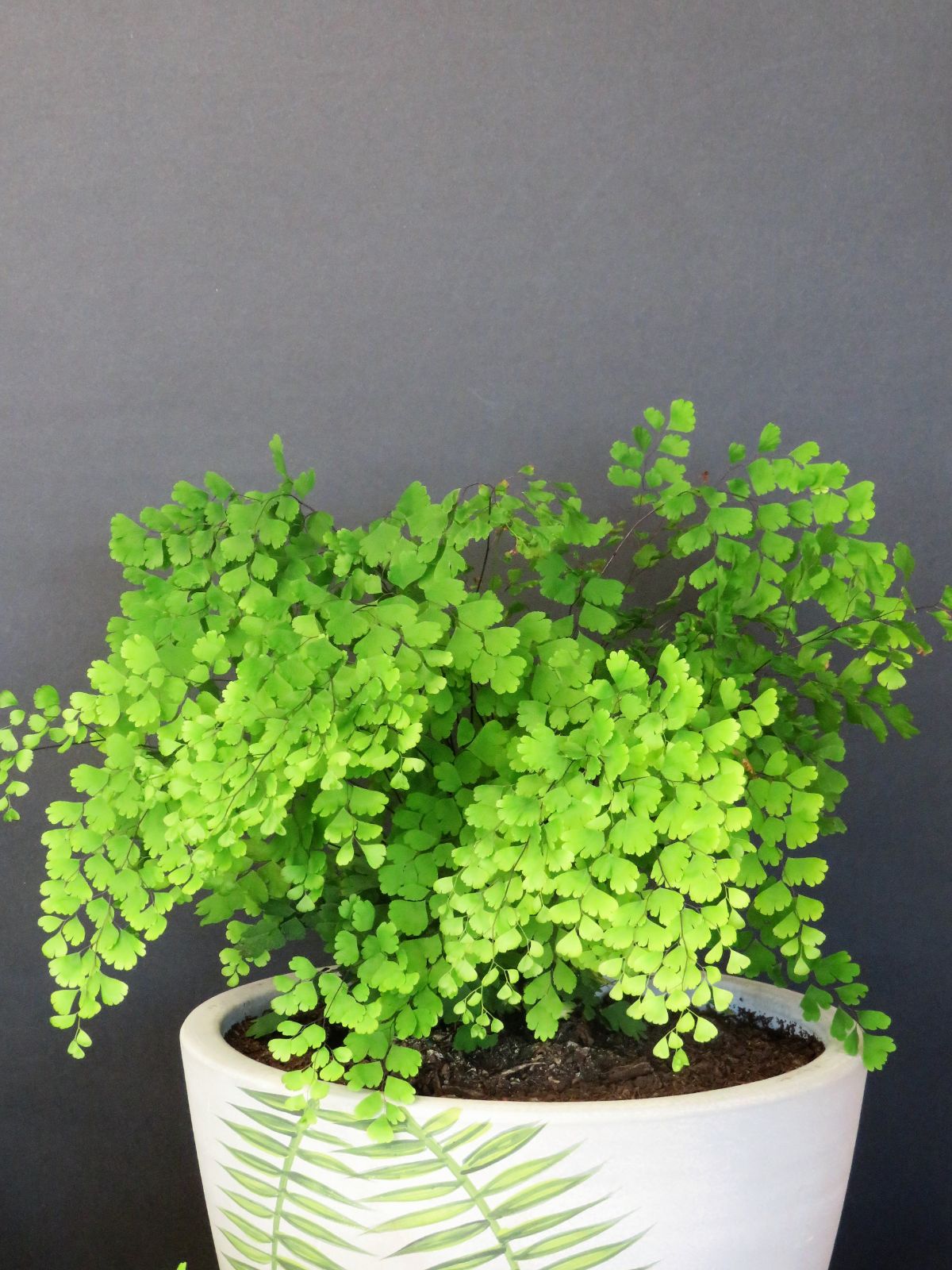 large potted maidenhair fern 