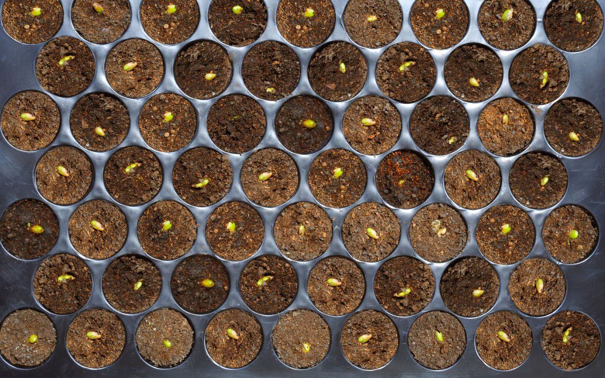 A cell tray full of Swiss Cheese Plant seedlings