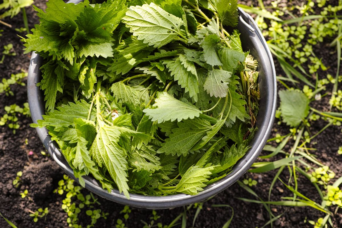 A bucket full of weeds weeding the garden