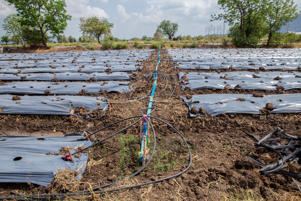 Central mainline drip irrigation with emitters lines branching off