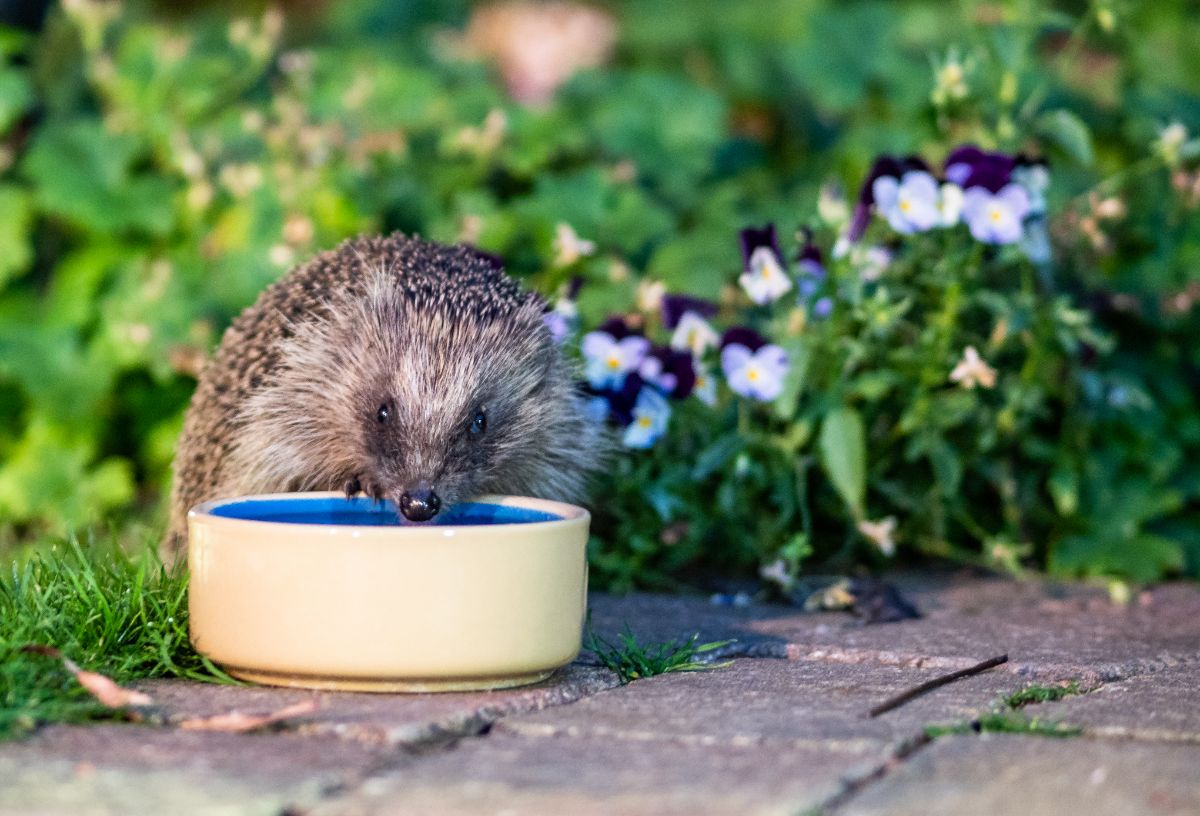 A hedgehog drinking water from a bowl