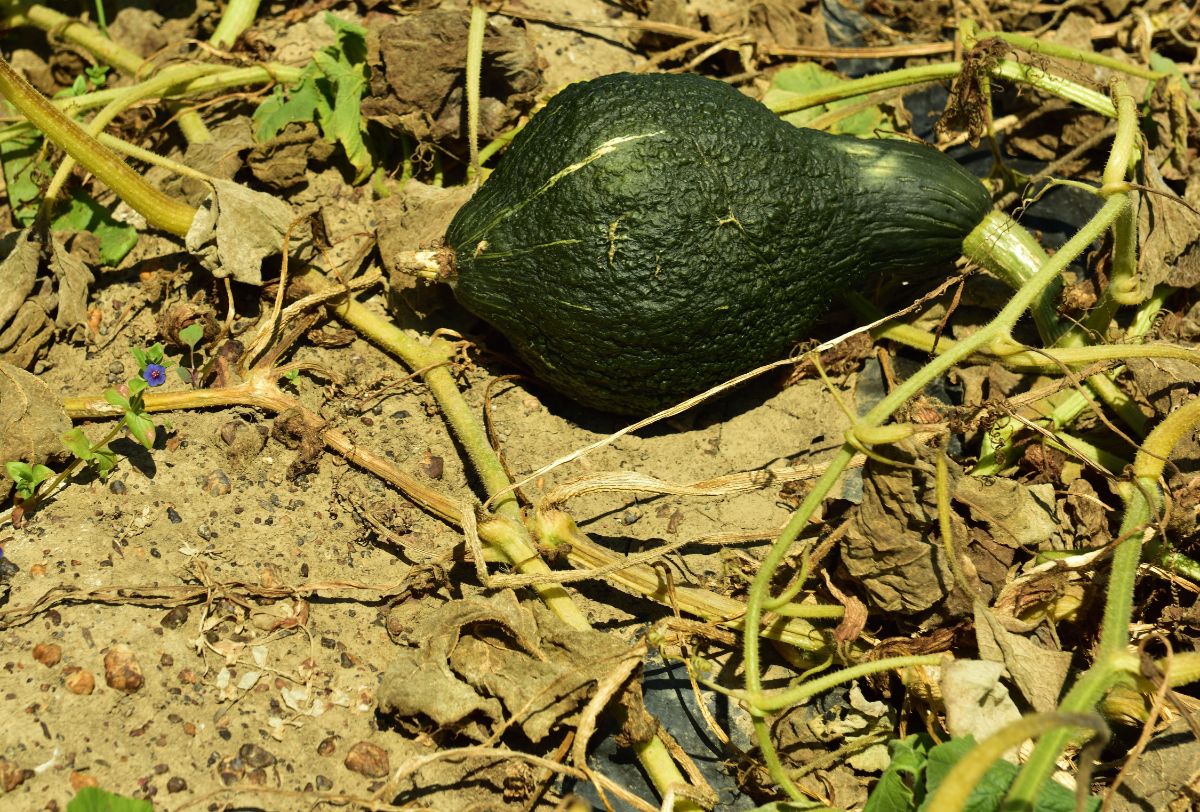 Trap crop blue hubbard squash luring cucumber beetles