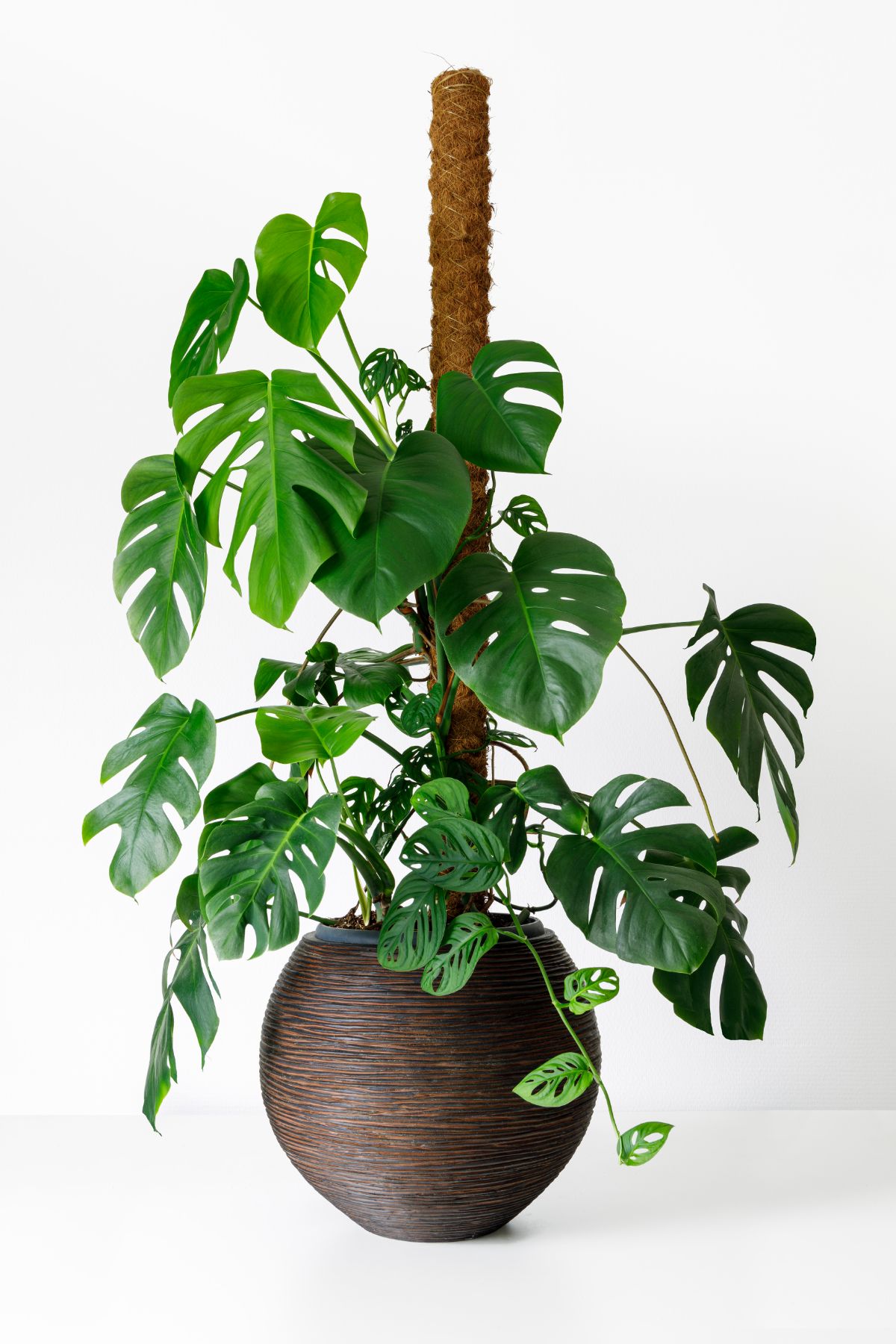 A potted climbing Swiss Cheese plant