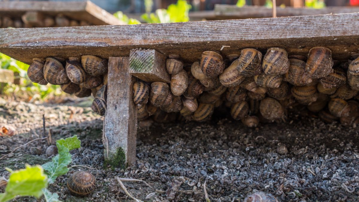 Snails congregating on the bottom of a moist board during the day