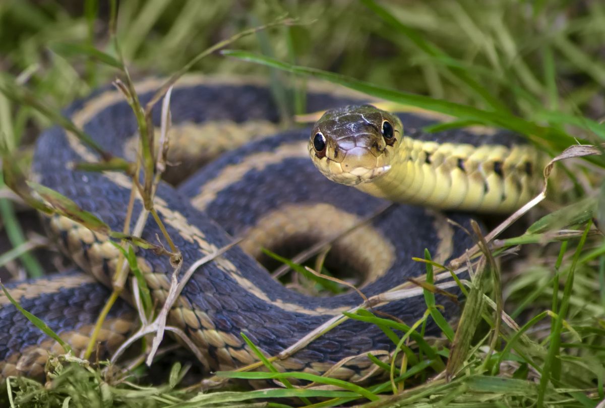 A snake in a garden keeps voles away