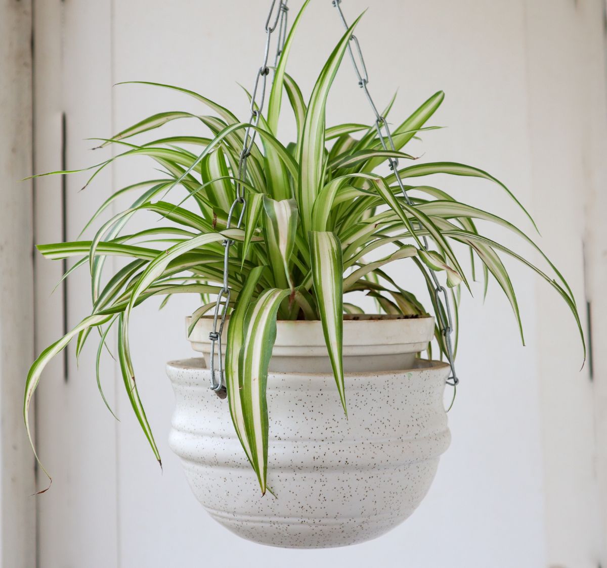 Hanging potted spider plant