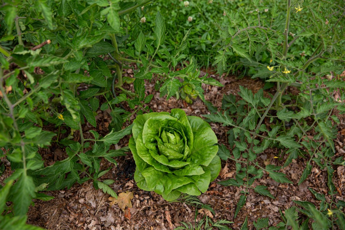 head of lettuce planted under a tomato plant to help keep it cool and prevent bolting