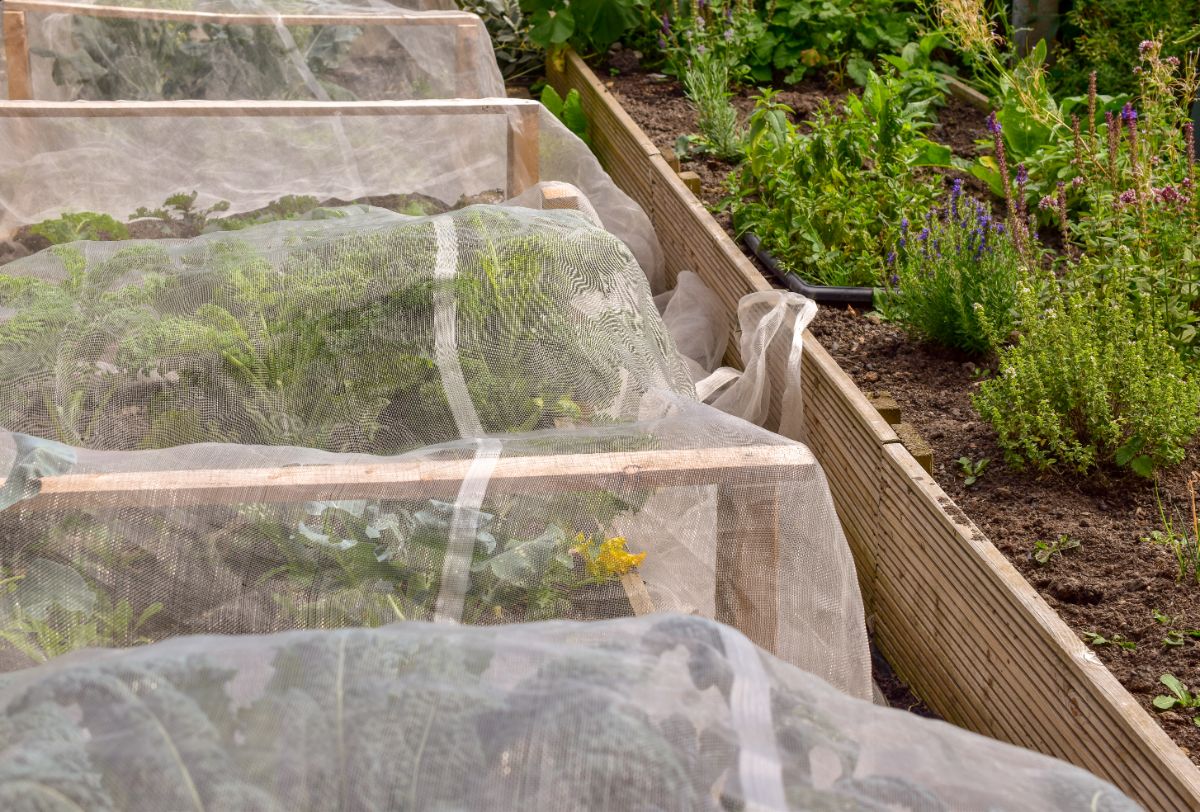 Row cover used to keep hornworms out of a garden