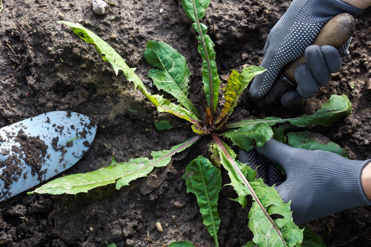 A gardener using a garden tool for weeding