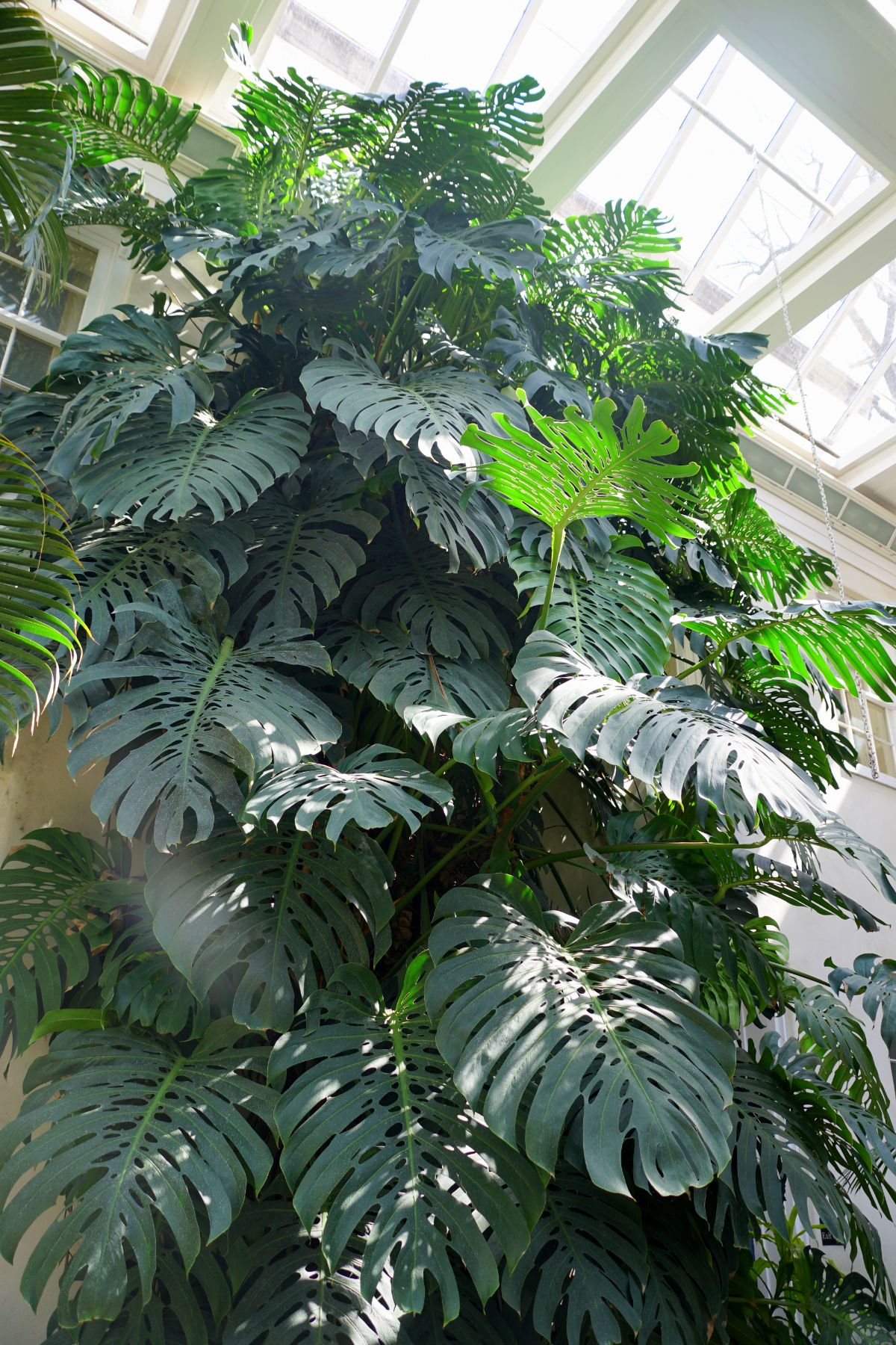 Large Swiss Cheese Plant growing indoors