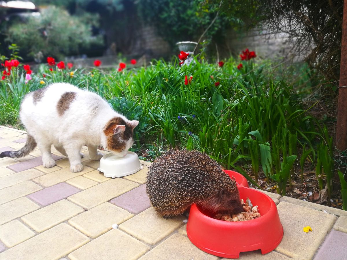 A hedgehog eating in a dish alongside a cat