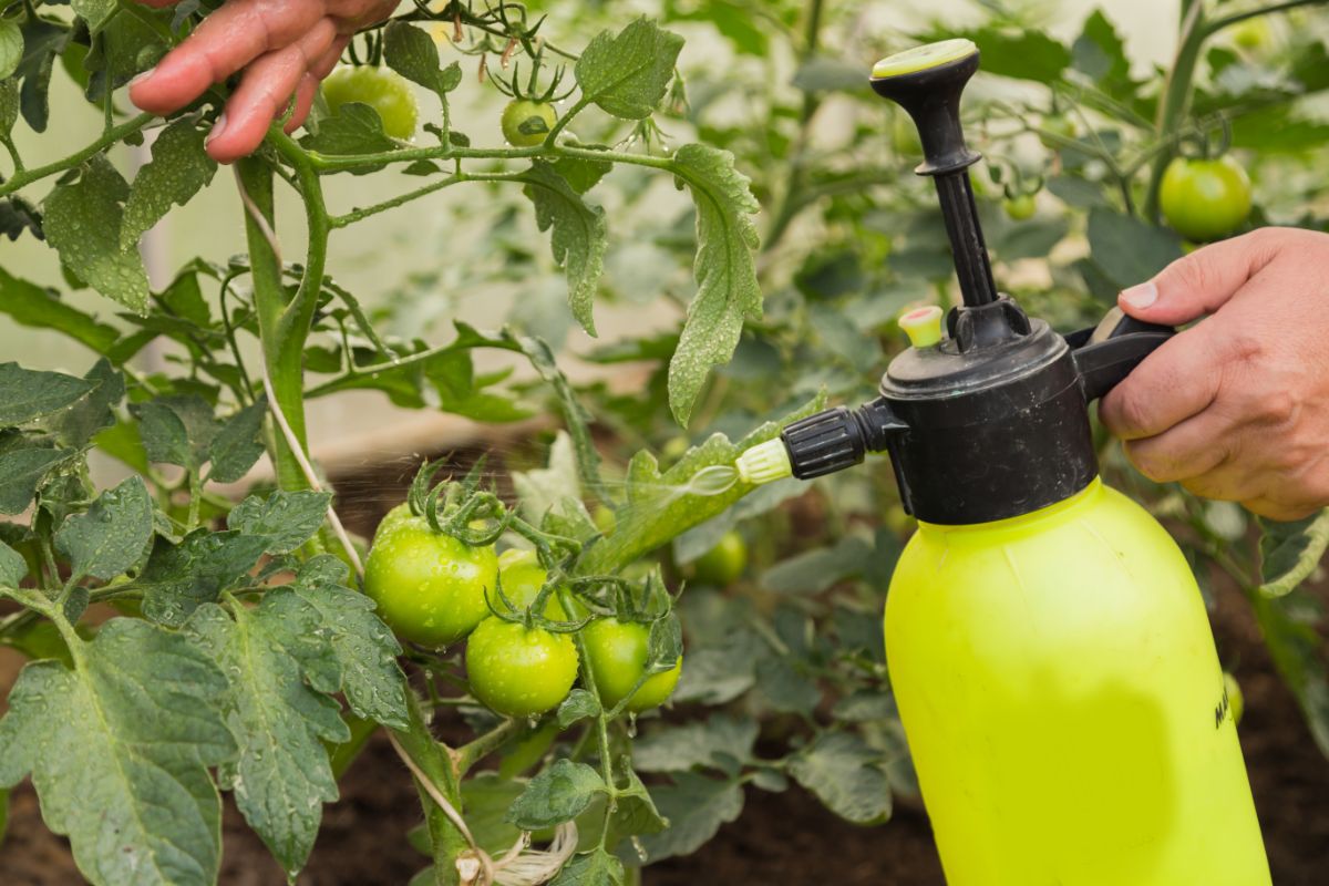 Spraying BT Thuricide on tomato plants for caterpillar control