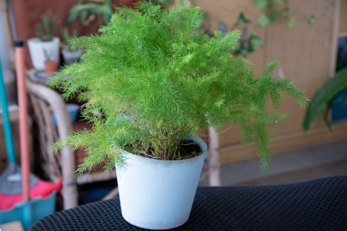 Soft, frilly potted asparagus fern