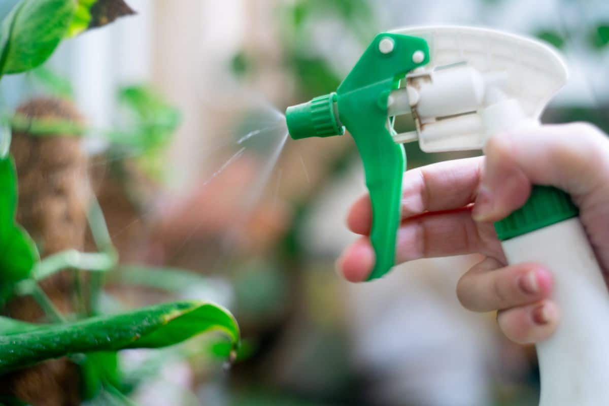Gardener spraying a cucumber plant for beetles using neem oil