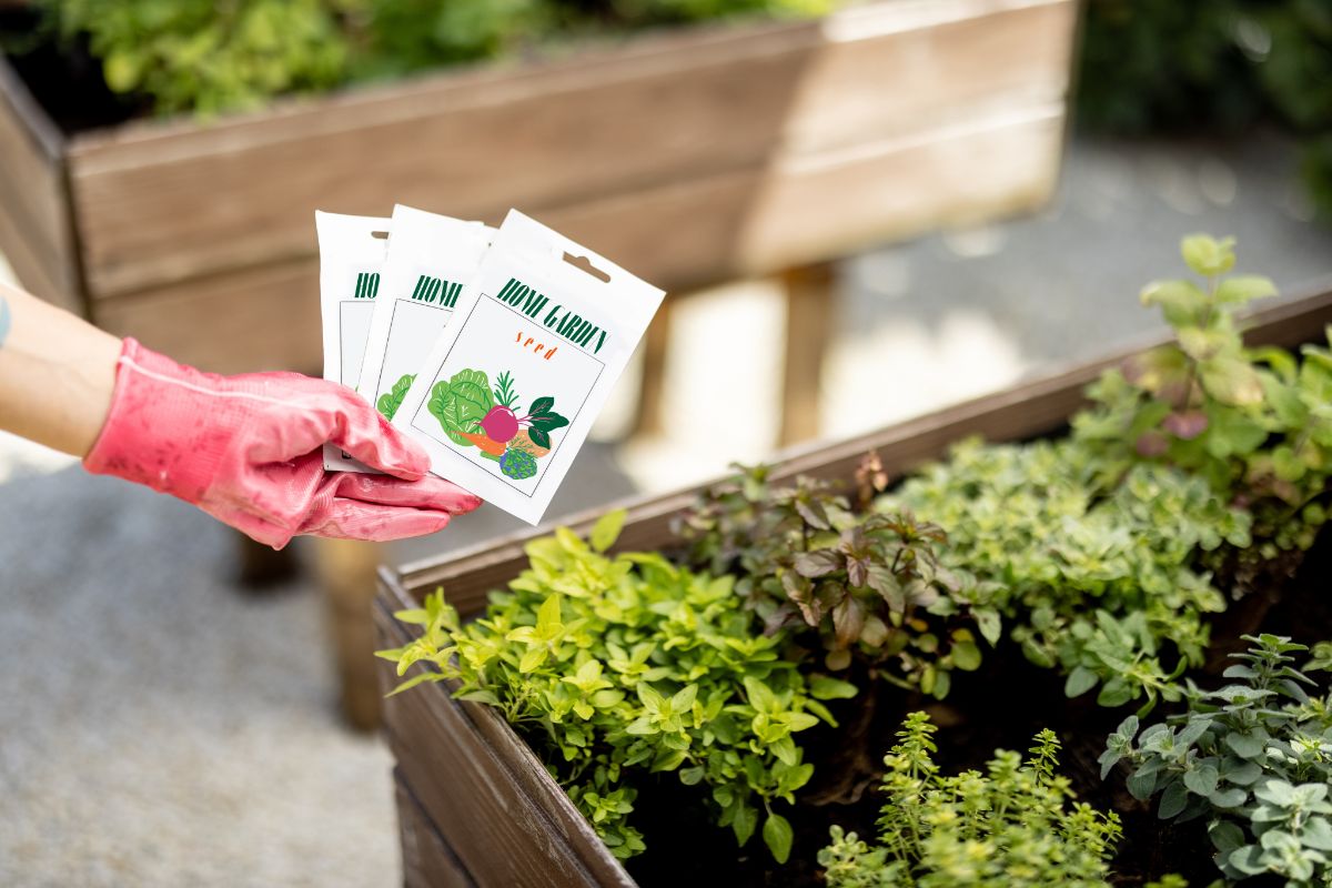 Pink-gloved hand holding a spread of seed packets over a raised bed