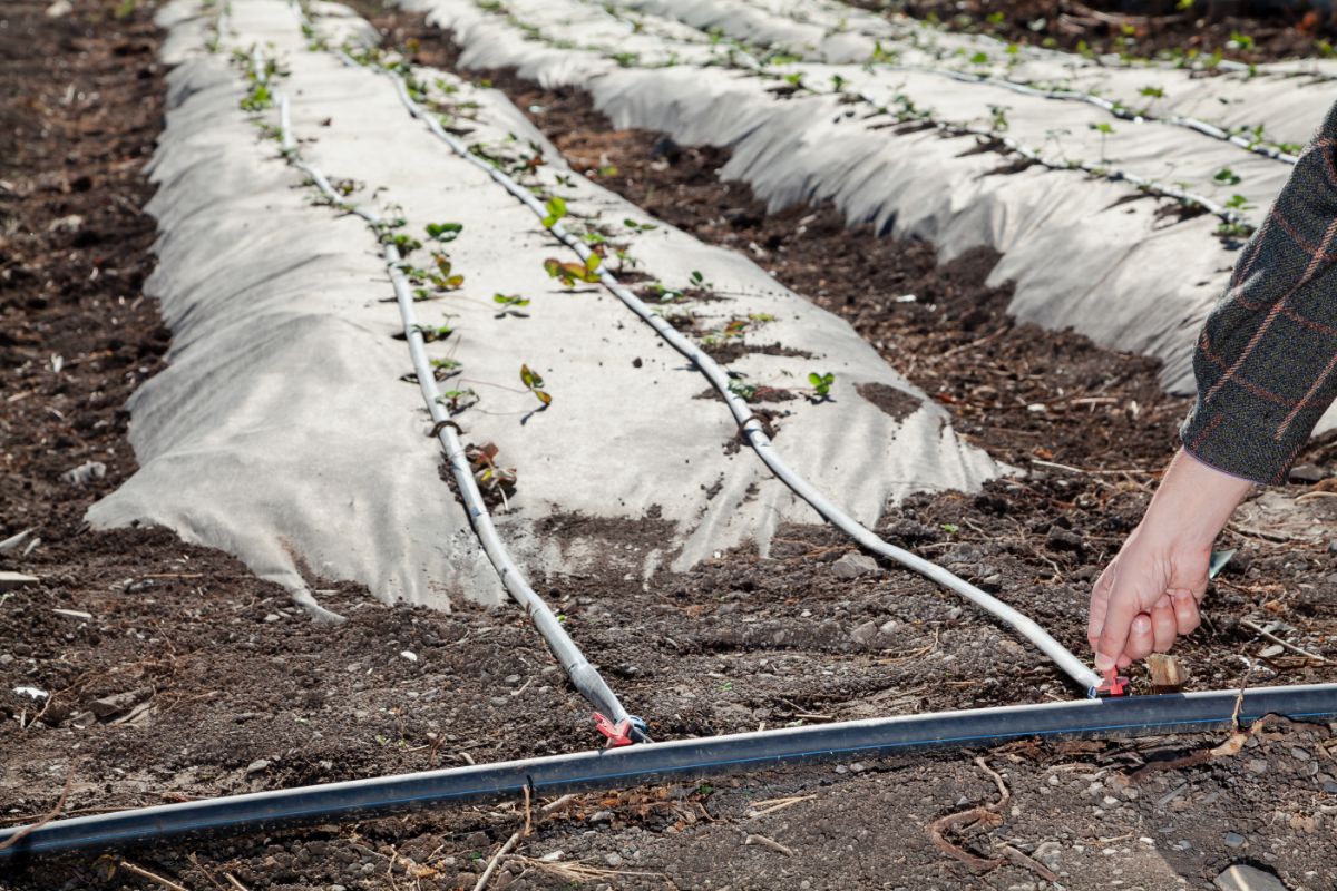 Mainline irrigation tubing to dripline target tubing