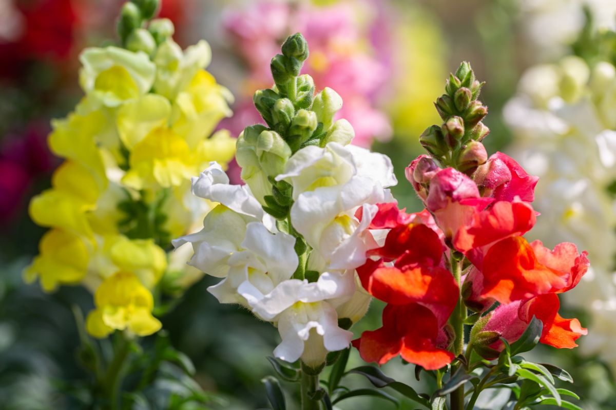 Bright snapdragons in a variety of colors