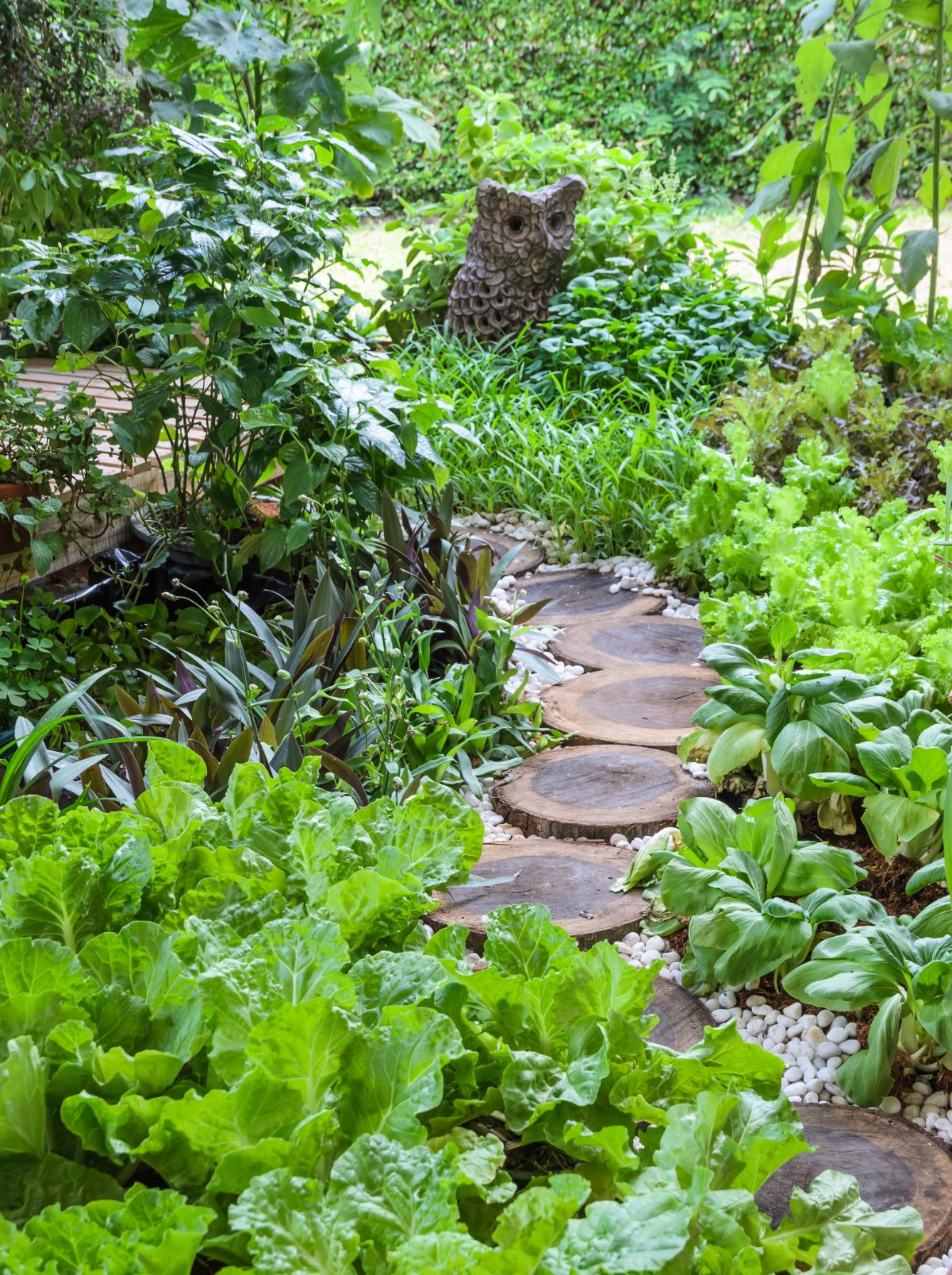 A nicely-laid wood path in a vegetable garden