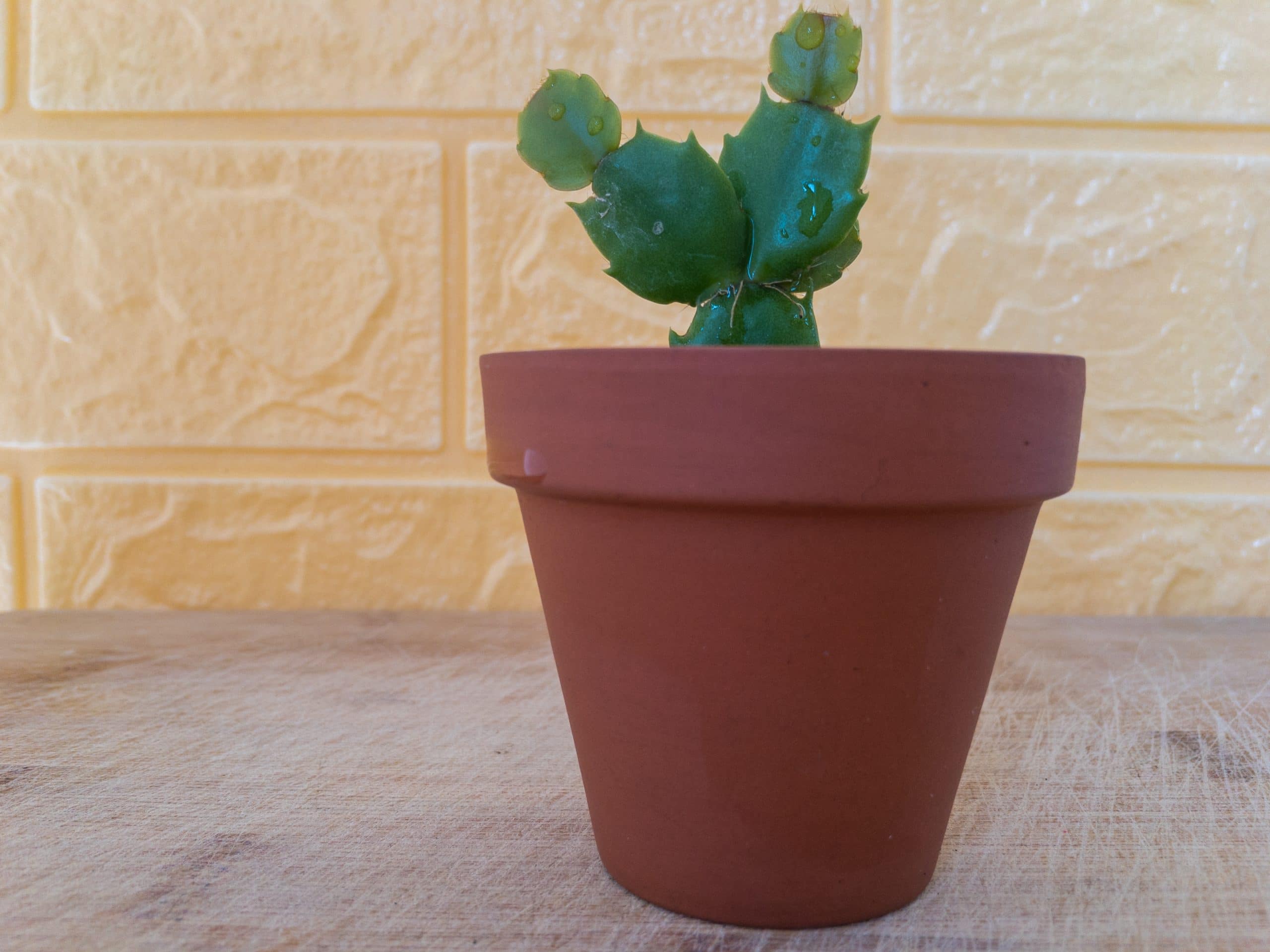 Baby Christmas Cactus