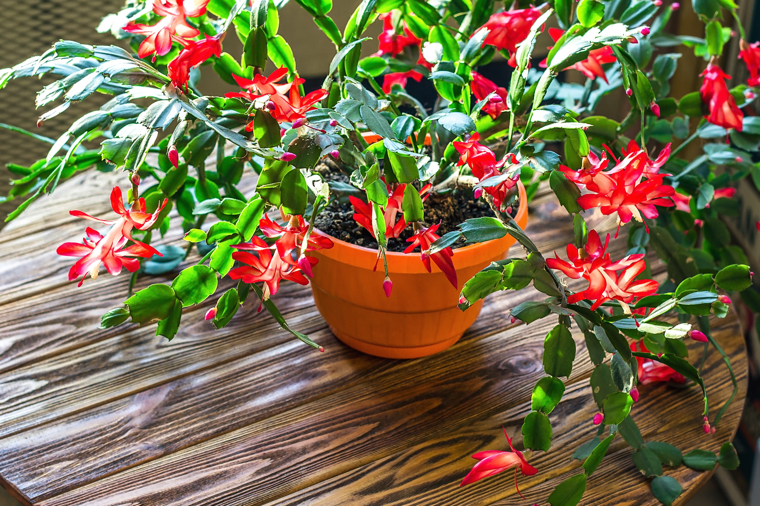 Christmas Cactus Flowering