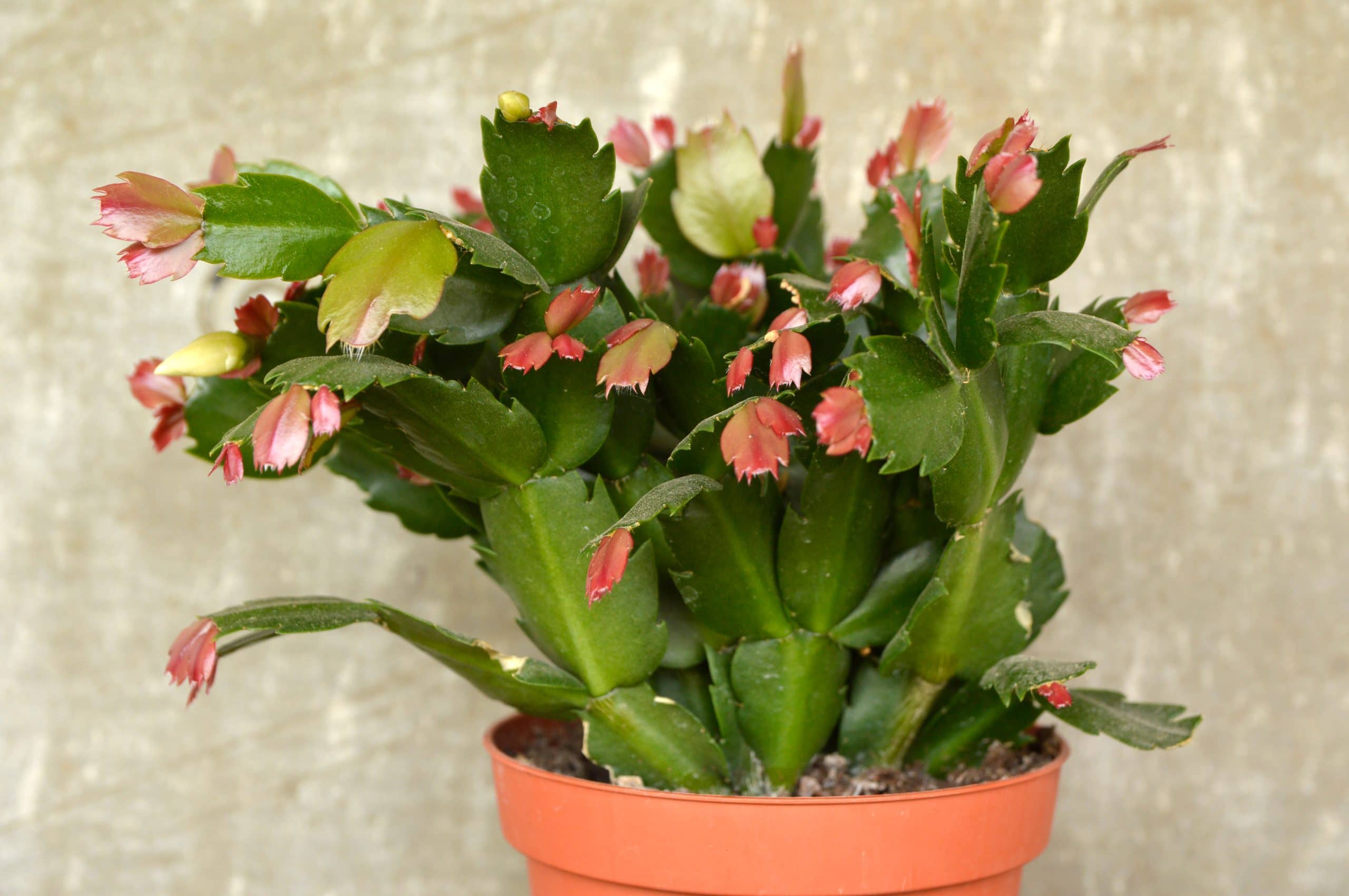 Christmas Cactus Multiple Stems