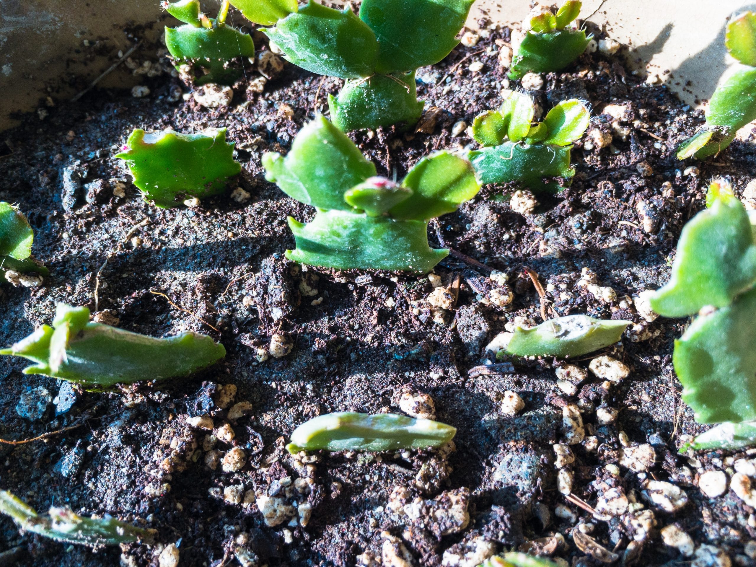 Christmas Cactus Rooting