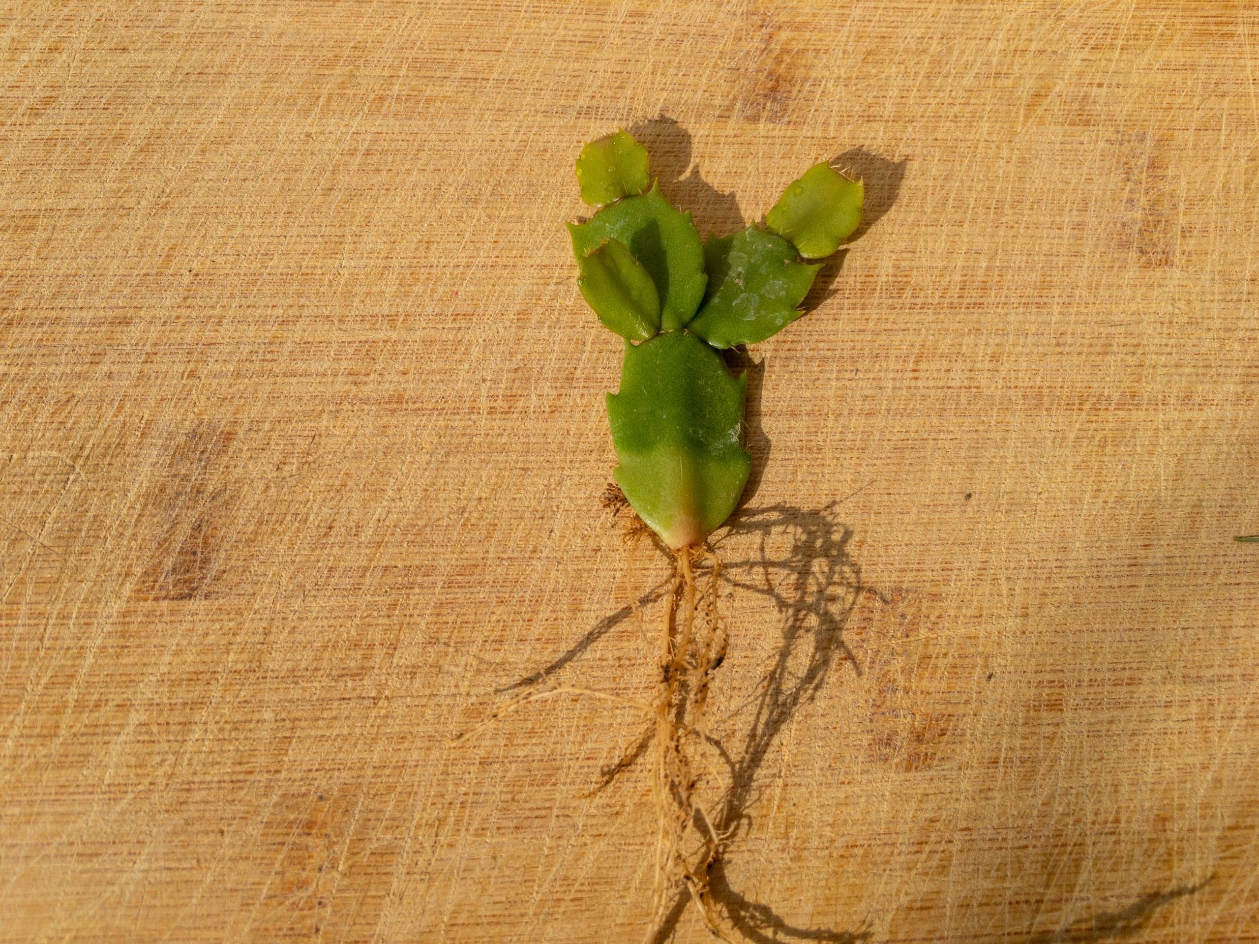 Christmas Cactus Roots