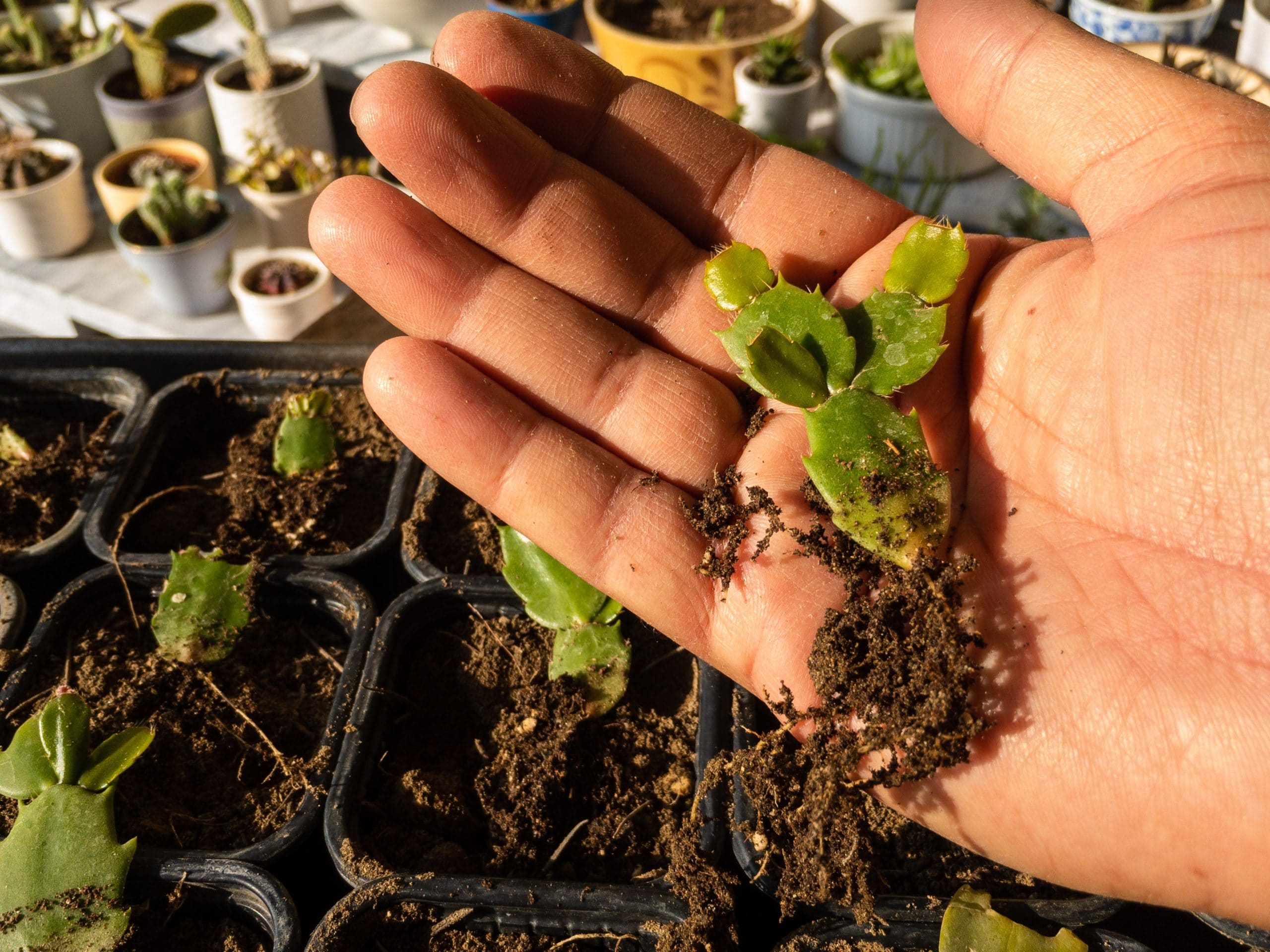 Christmas Cactus Seedling