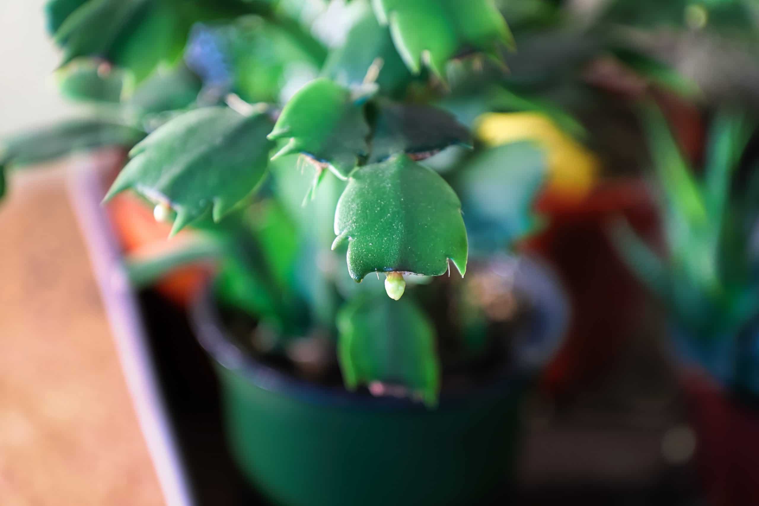 Christmas Cactus Segment