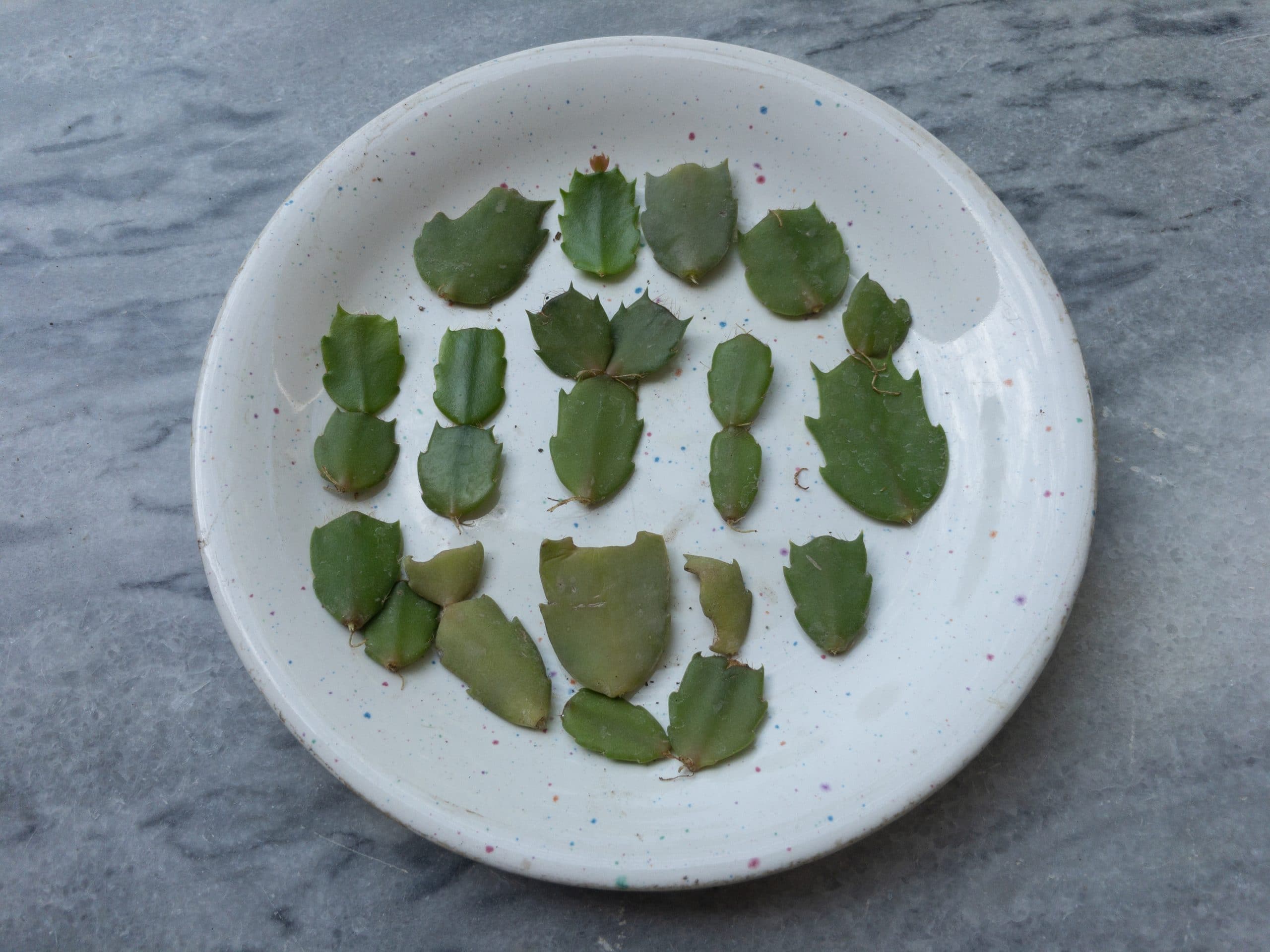 Christmas Cactus Cuttings