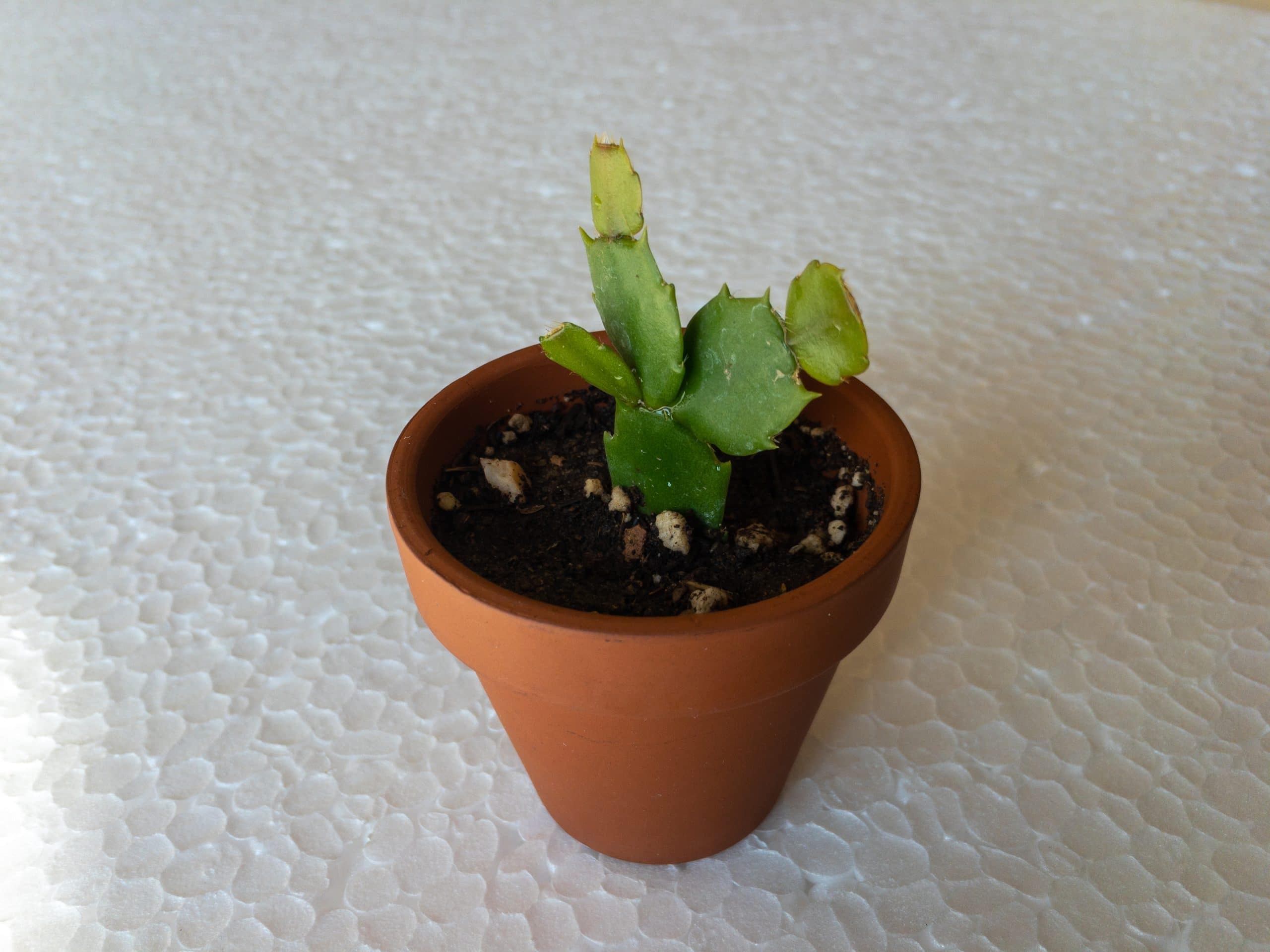 Christmas Cactus Stem in Soil