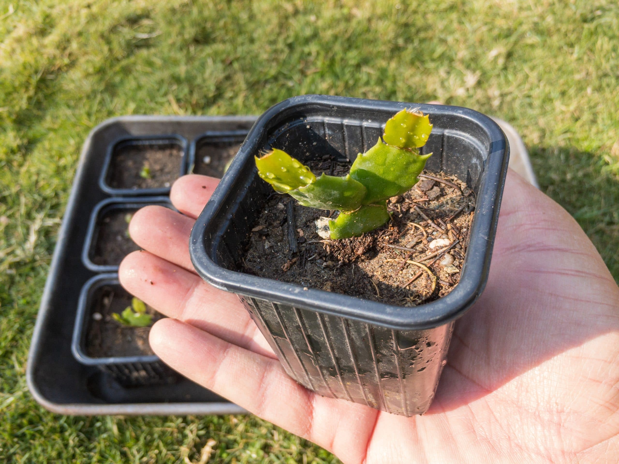 Propagating a Christmas Cactus