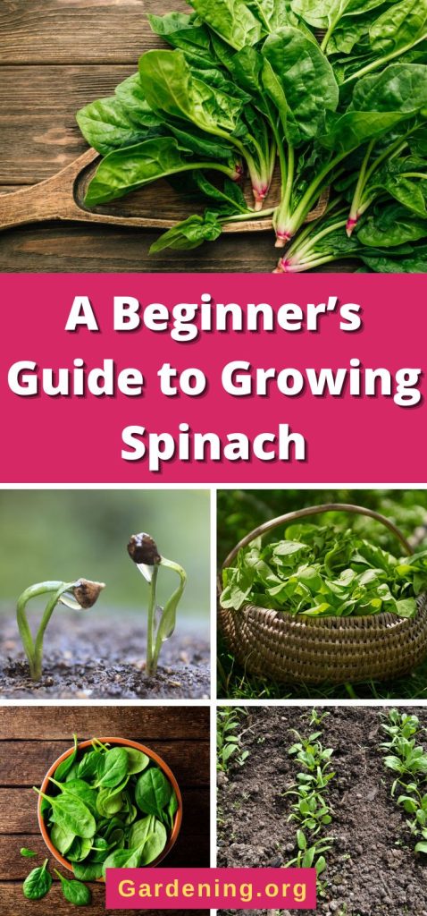 A Beginner’s Guide to Growing Spinach pinterest image.