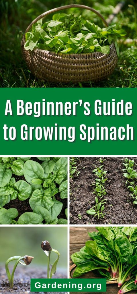 A Beginner’s Guide to Growing Spinach pinterest image.