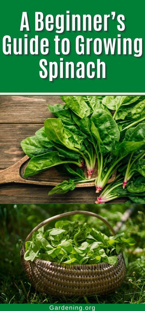 A Beginner’s Guide to Growing Spinach pinterest image.