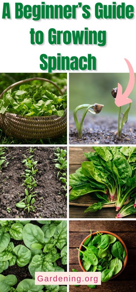 A Beginner’s Guide to Growing Spinach pinterest image.