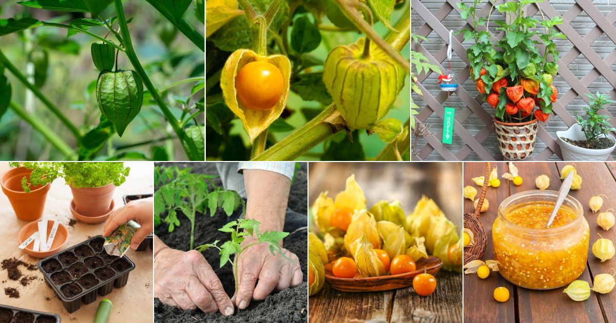 Image collage of ground cherries growing guide.