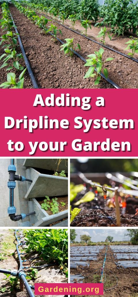 Adding a Dripline System to your Garden pinterest image.