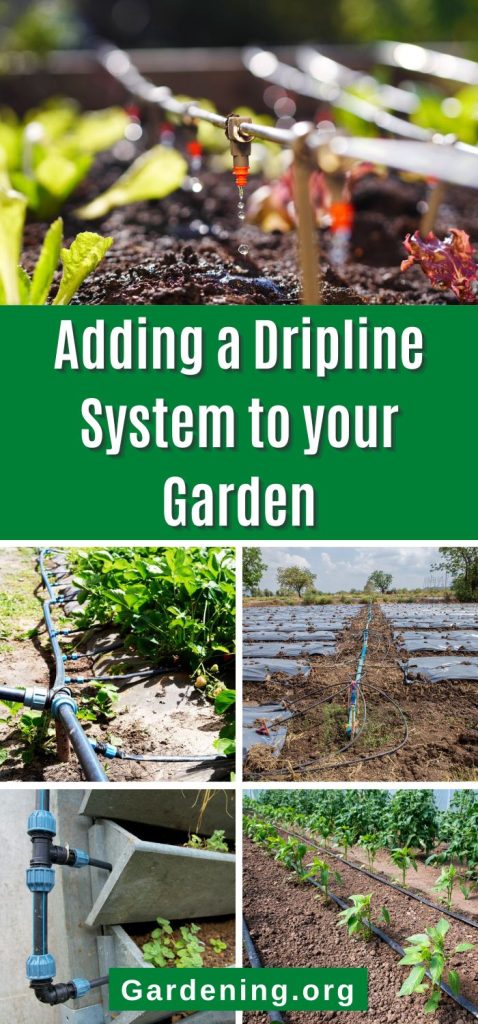 Adding a Dripline System to your Garden pinterest image.