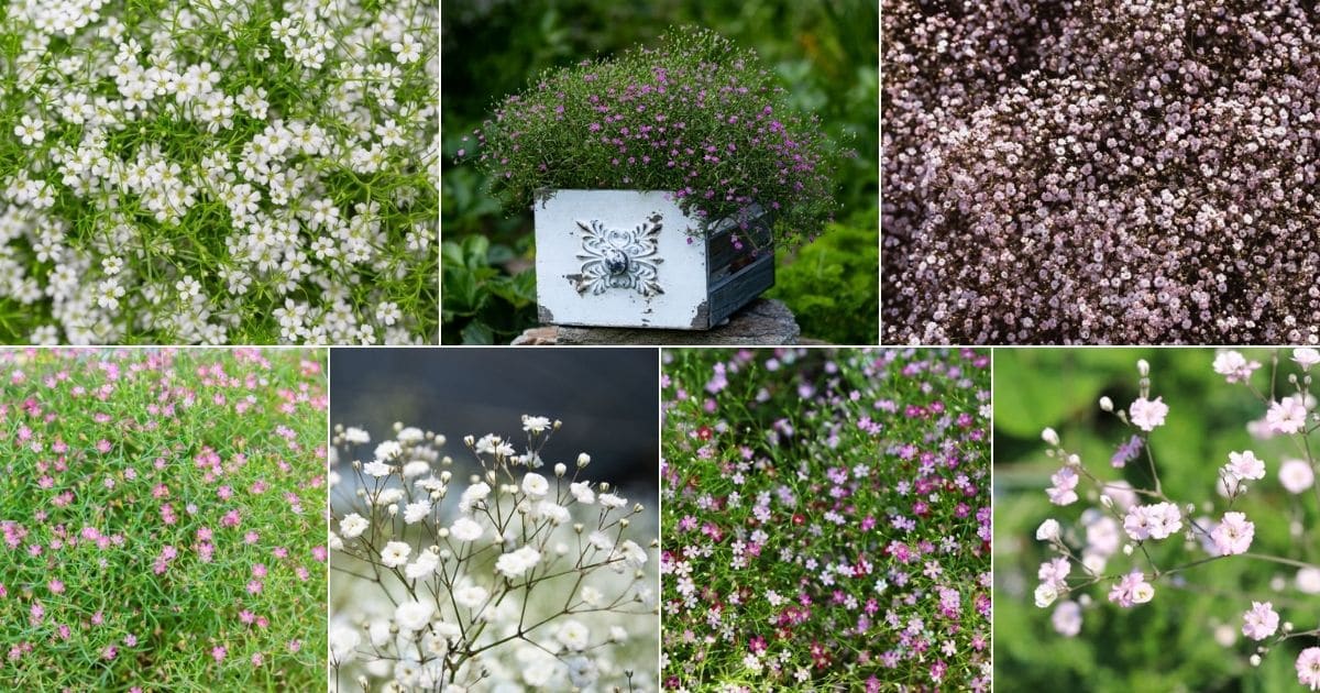 Colalge of blooming Baby's breath plants.