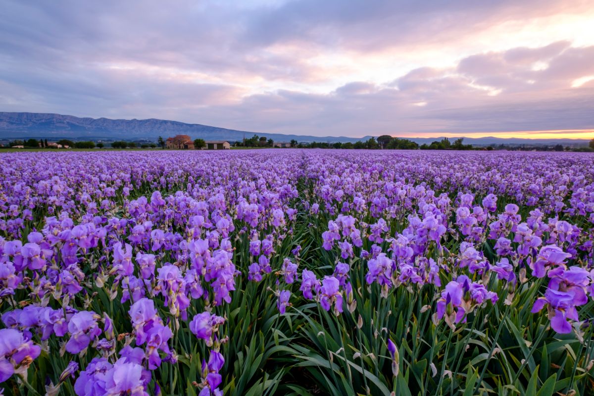 A field of irises growing in the wild