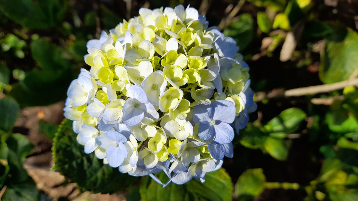 Blue and green flowered hydrangea blossom