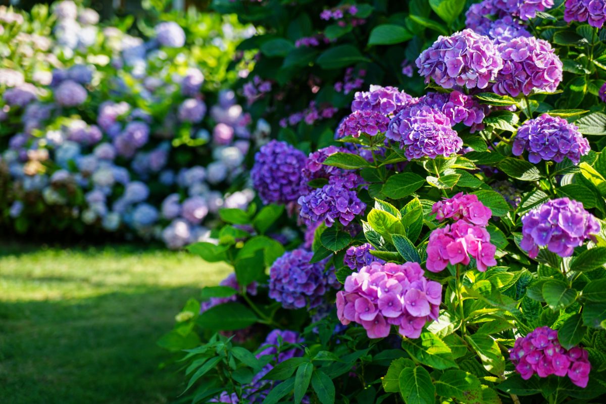 Pink and purple hydrangea flowers in bloom