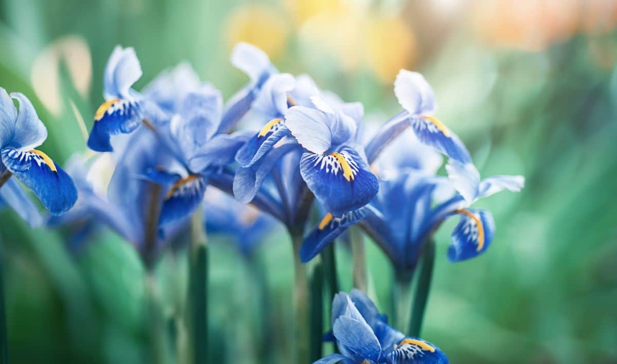 Iris Flower: Varieties to Grow and How to Care for Them