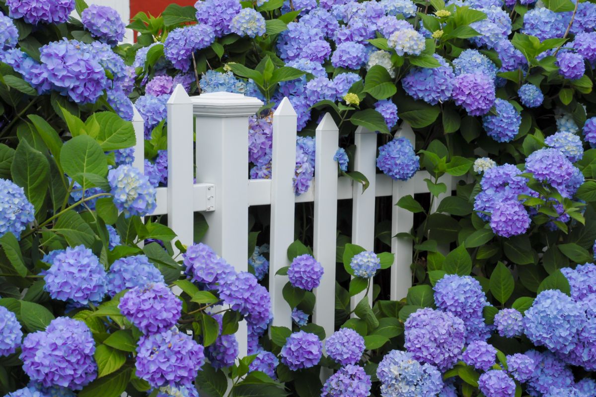 Blue hydrangeas growing along a picket fence