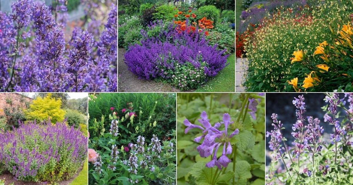 Collage of beautiful blooming catmints.