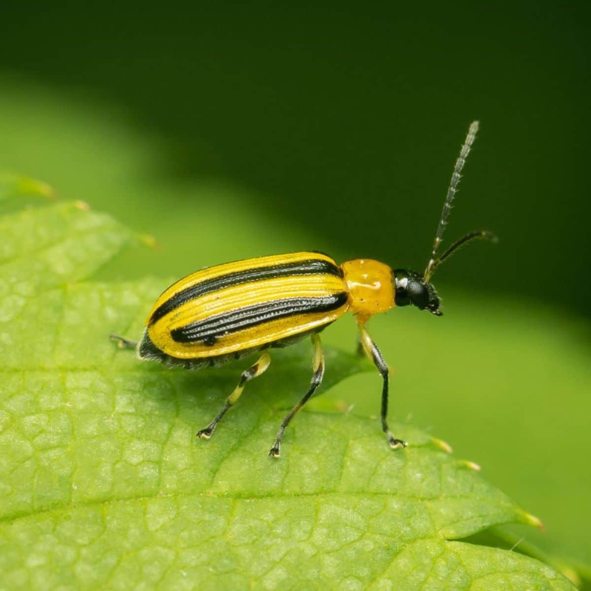 Striped cucumber beetle on a leaf.
