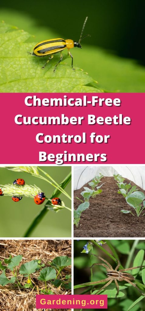 Chemical-Free Cucumber Beetle Control for Beginners pinterest image.